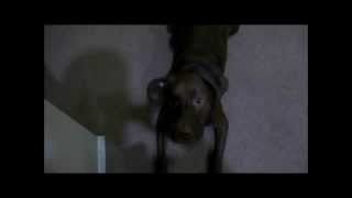Taught my roommate's dog to bark to his girlfriend's name