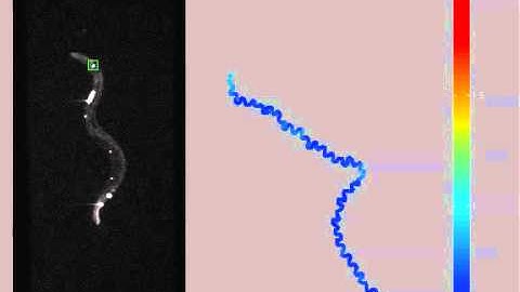 calcium imaging in a freely moving worm