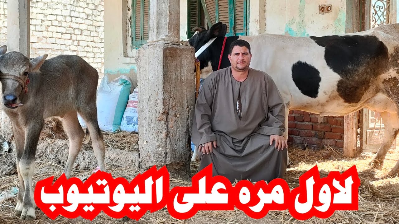 الضمانات المطلوبه لنظام الشراكه لدى الغير في الابقار والجاموس 🫵🫵🫵