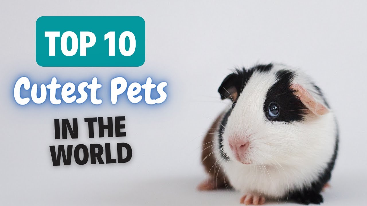 Top 10 Cutest Pets In The World YouTube