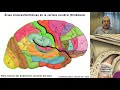 N1 | Generalidades Neuroanatomía | Profesor Eduardo A. Pró | Anatomía 2 | FMed UBA