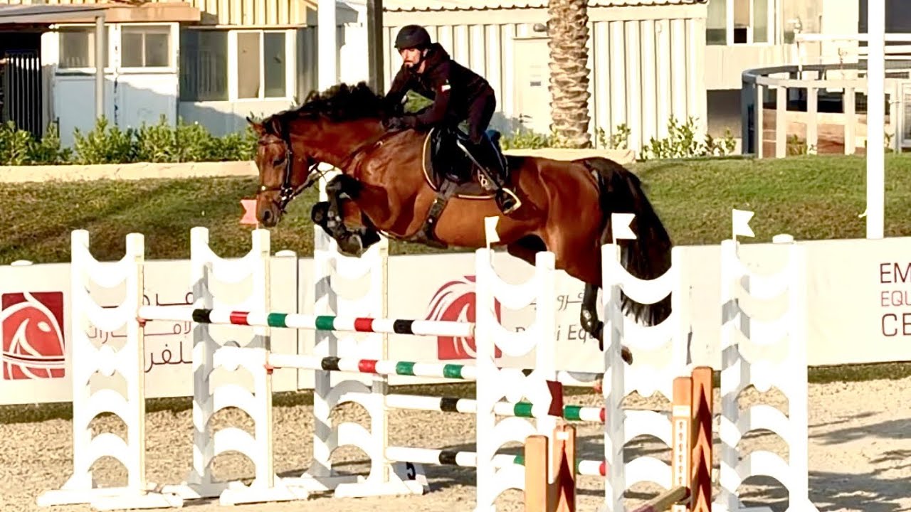 Galb DXB (Cornet Obolensky × Cassini I) Effortless power & presence!! 🔥🚀