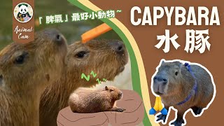 情緒極度穩定卡皮巴拉向你發出「遁入豚門」邀請 #水豚 #capybara