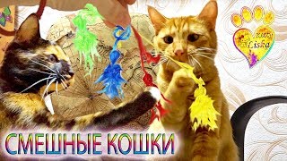 №10 СМеШныЕ КОТЯТА!!! МаРкиЗА и КарАМеЛьКА ВЕСЕЛЯТСЯ:))) ПРИКОЛЫ!!!