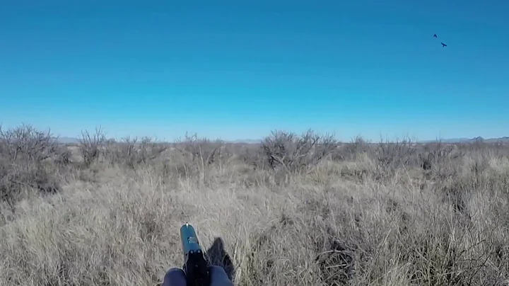 Javelina ham hunt miss