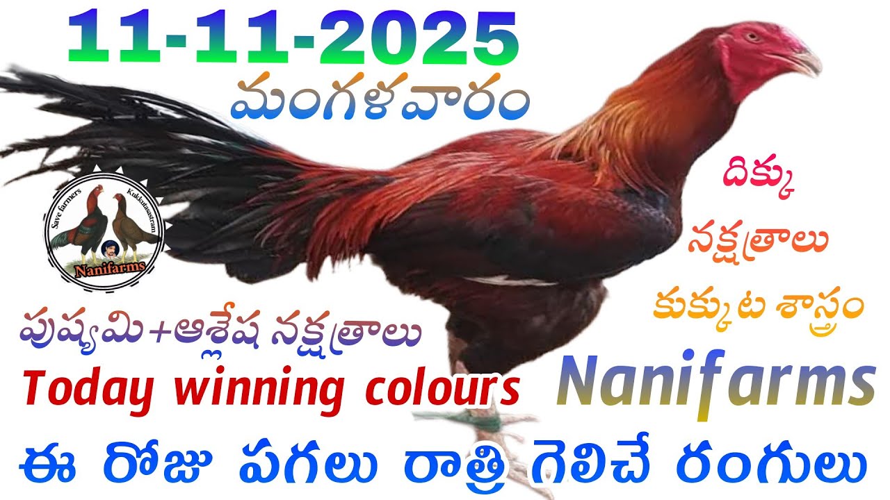 11 November 2025 Today winning colours//Nanifarms Atoz channel//kukkutasastram telugu 