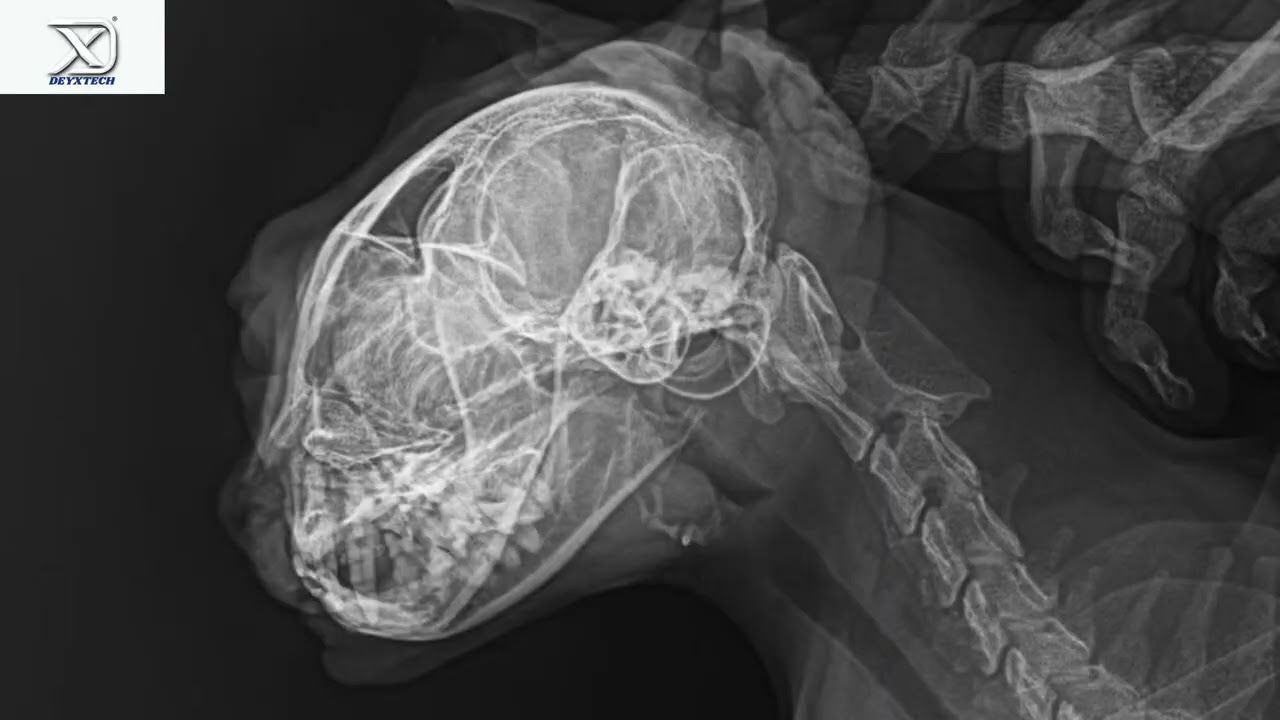 DR Series Veterinary X-ray System | Mobile Workstation with Flat Panel Detector