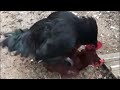 Montage of Chickens Mating 2