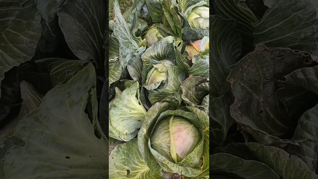 Капуста "Агресор"