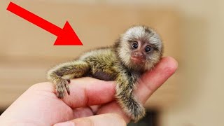 עשר החיות הקטנות והחמודות ביותר בעולם┃טופטן