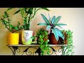 How to grow plant in coffee mugs/Cups || Backyard Gardening