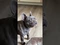 Frenchie Every Day 16 #frenchbulldog #frankiethedog #frenchie #cutedogs #bulldog #funnypets #puppy
