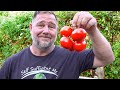 GROWING AVOCADO | MULBERRY | CABBAGE | TOMATO | DUCK | VLOG