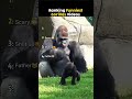 Ranking Funniest Gorillas Videos