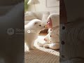 赤ちゃんと犬“Baby vs Puppy Argument 🍼🐾 — Until Mom Steps In!”　　#funny #Shiba Inu　#baby #cute