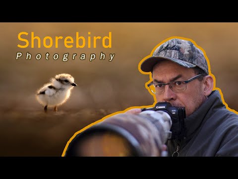 Video: Bird golden plover: opis i fotografija