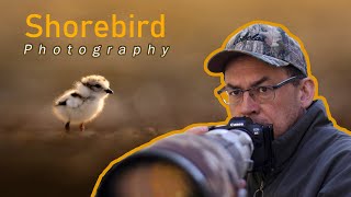 Finding and photographing the endangered Piping Plover!