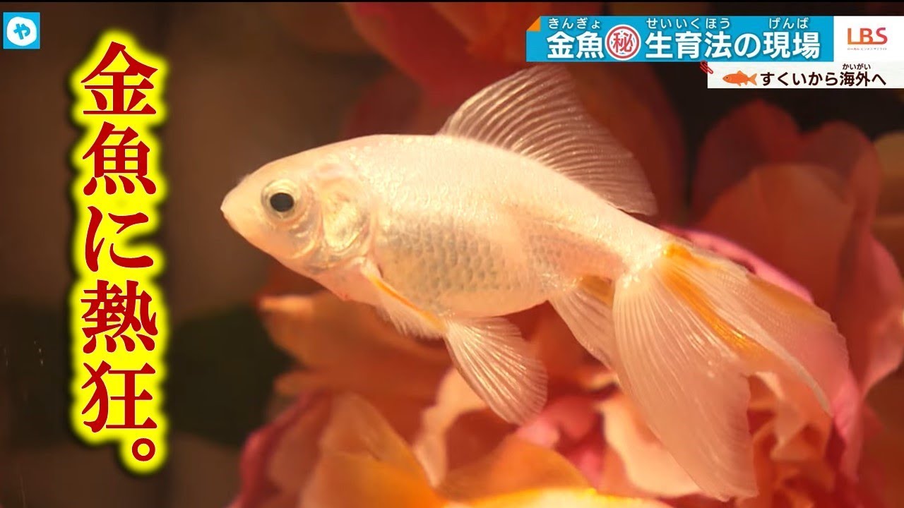 錦鯉の次は、金魚？外国人も熱狂…１匹１万円超えも！奈良・高級金魚のマル秘育成法とは？