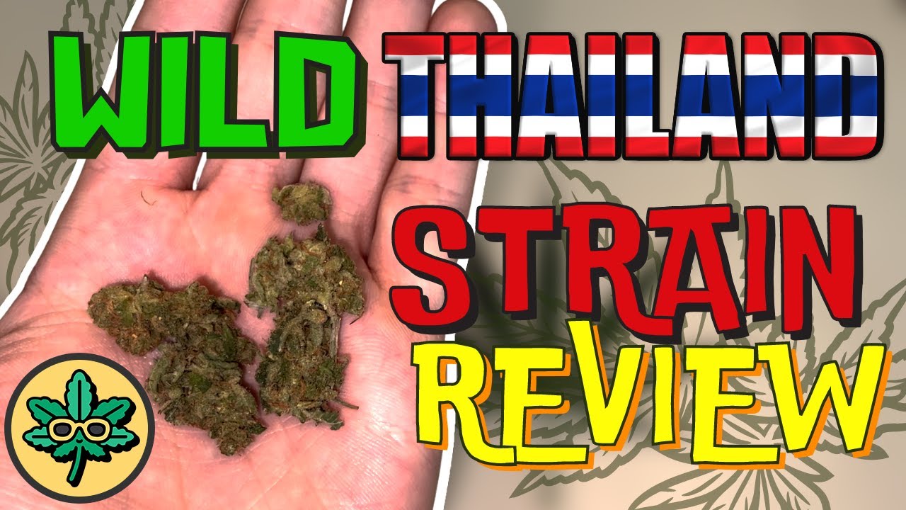 Wild Thailand Strain Review - REAL Thai Sativa Landrace