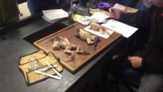 Frog Dissection-Muscles