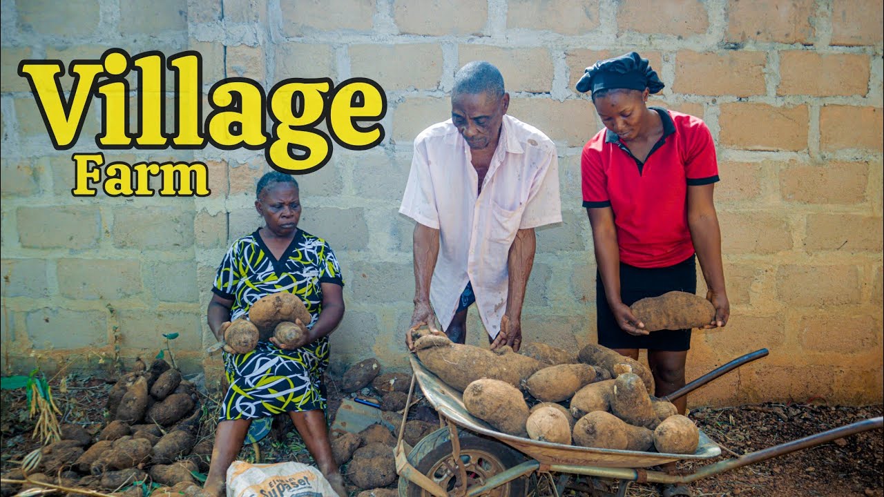 Harvesting Water Yam From Our Village Farm 💖
