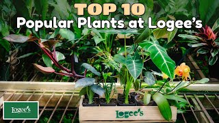The Top 10 Most Popular Houseplants at Logee's