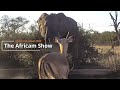 Elephants, Eagles &amp; Reptiles | The Africam Show