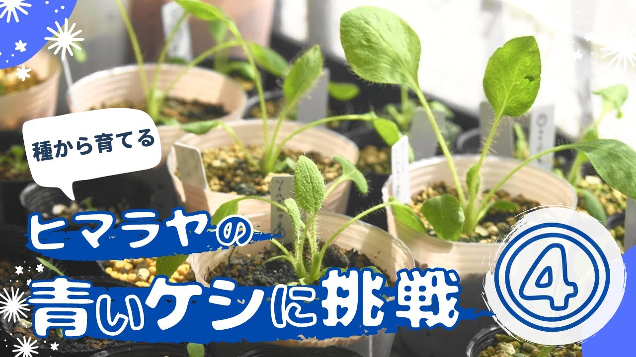 青メリコ　　大株 青メリコ 大株