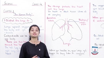 Class 4 - Science - Chapter 01 - Lecture 21The Human Body (Lungs) - Allied Schools