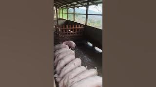 please like share & subcribe