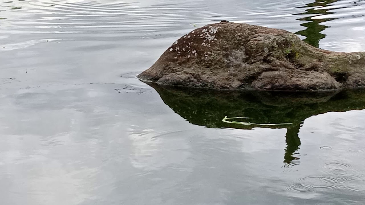 spot ikan nila babon