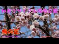和泉リサイクル環境公園の梅(2022年2月18日)LUMIX DC S5
