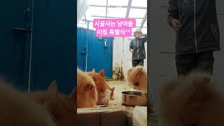 시골사는  냥이들의  특별한 아침!