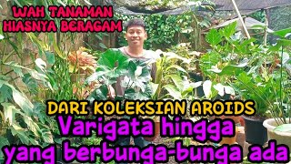 Download Lagu WAH TANAMAN HIASNYA BERAGAM‼️DARI KOLEKSIAN AROIDS VAR HINGGA BERBUNGA2 MP3