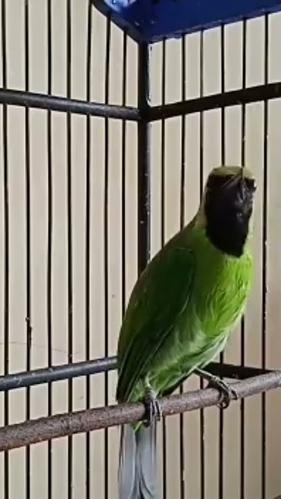 cucak ijo sumatra