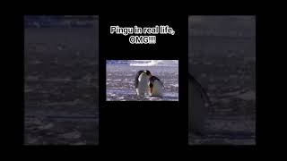 Pingu in real life🤣 #memes #funny #penguins #pingu