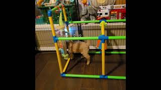 Nostalgic 80s goldendoodles stunt car fun!