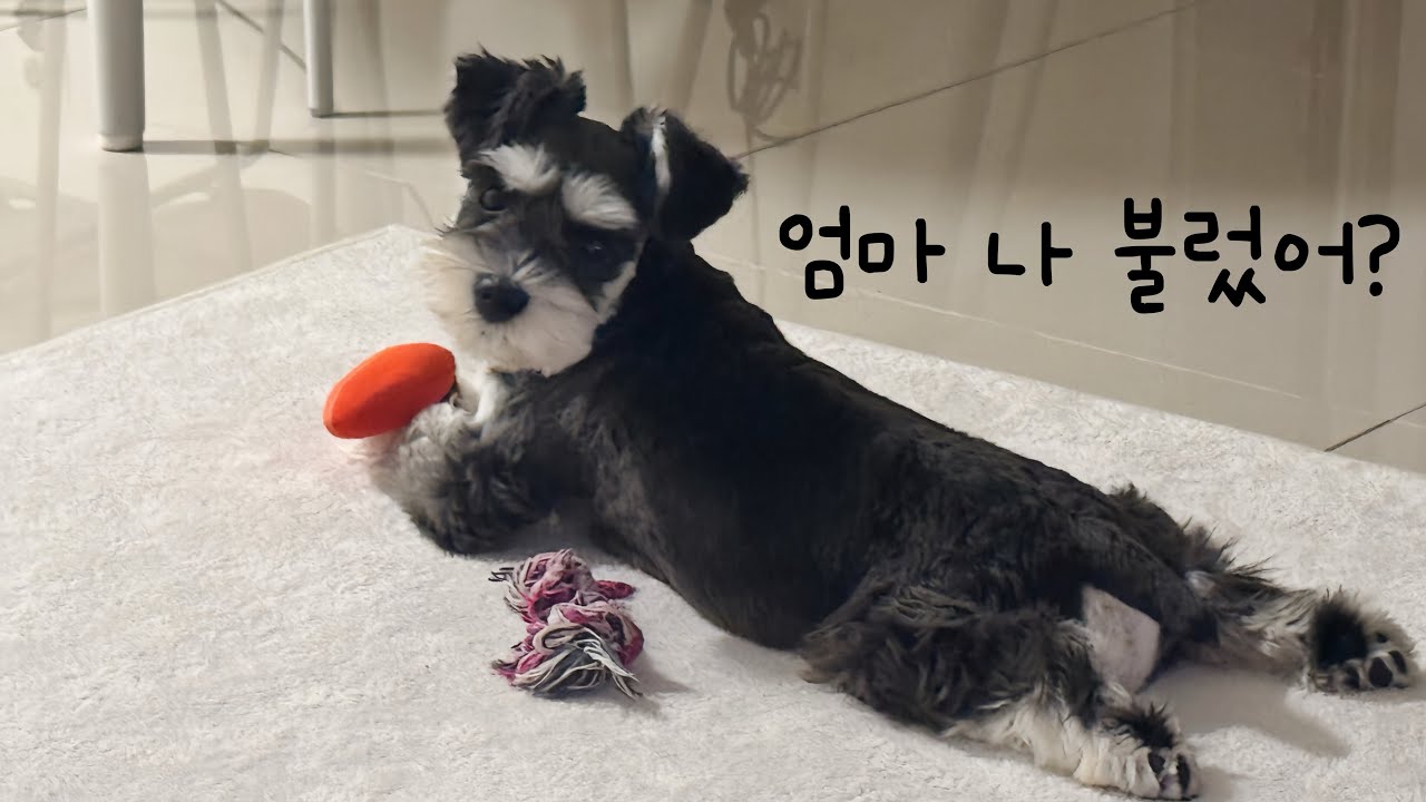 나는 미니어처 슈나우저에요