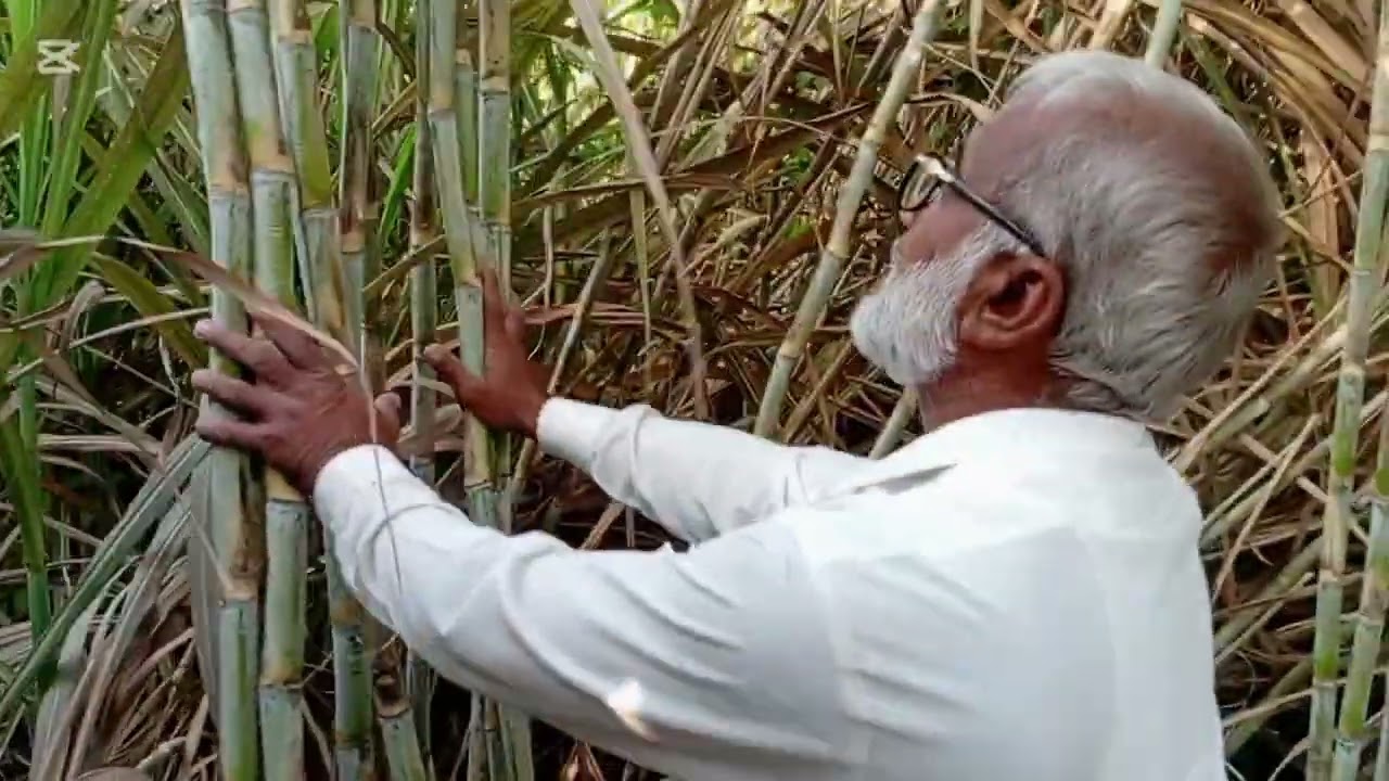 #an introduction of a high tillering variety J16-639 by Group of JDW Sugar Mills.