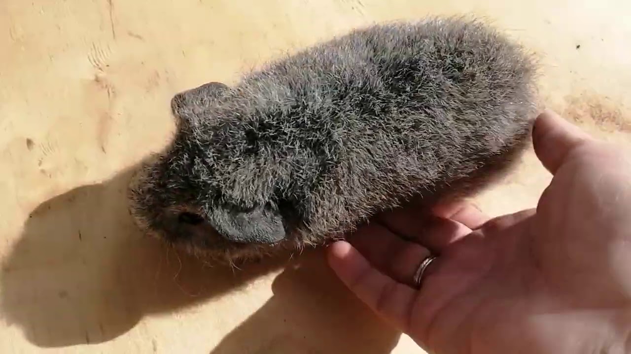 Морская свинка рекс - YouTube