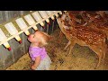 Enfants et bébés rencontrant les animaux de la ferme et du zoo pour la première fois