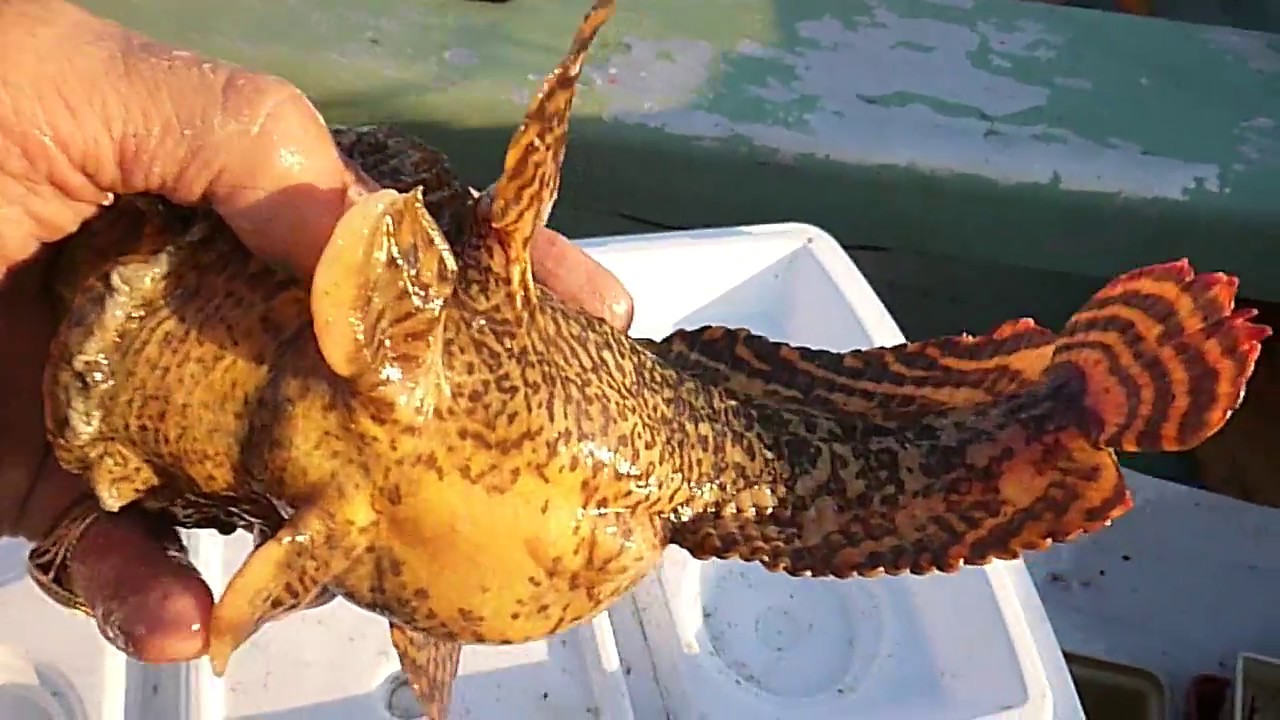 Big Oyster Toadfish catch and release 