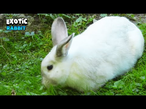 Exotic Rabbit Playing With Friends - YouTube