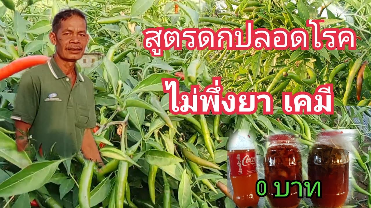 สูตรพริกดก ต้านทานโรค พริก6เดือนยังงามและดกด้วยสูตรน้ำหมัก