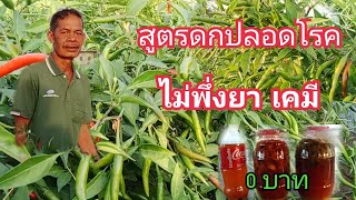 สูตรพริกดก ต้านทานโรค พริก6เดือนยังงามและดกด้วยสูตรน้ำหมัก