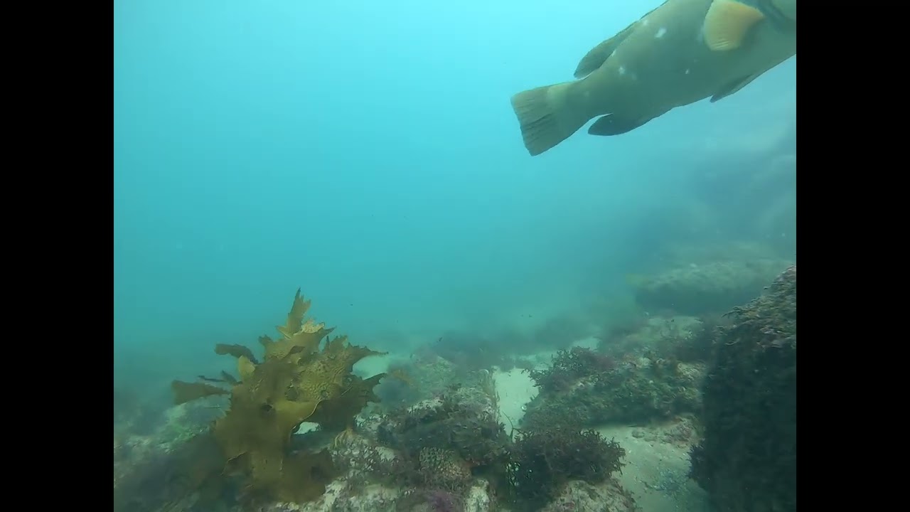 Diving at Terrigal Haven 15 12 22