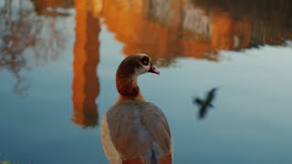 Reflections // Anamorphic on the FX30