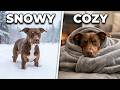 Phryne Fischer the Dog Cozy After a Snowy Winter Walk