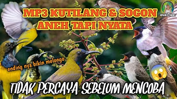 MP3 pikat burung KUTILANG dan sogon ❗ suara Paling ampuh 💯 ganasss ❗