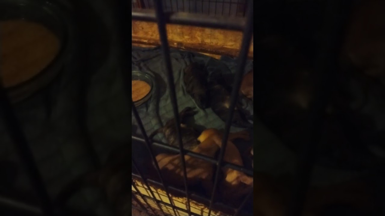 Часть 2 «Позорный Рики Джонс»